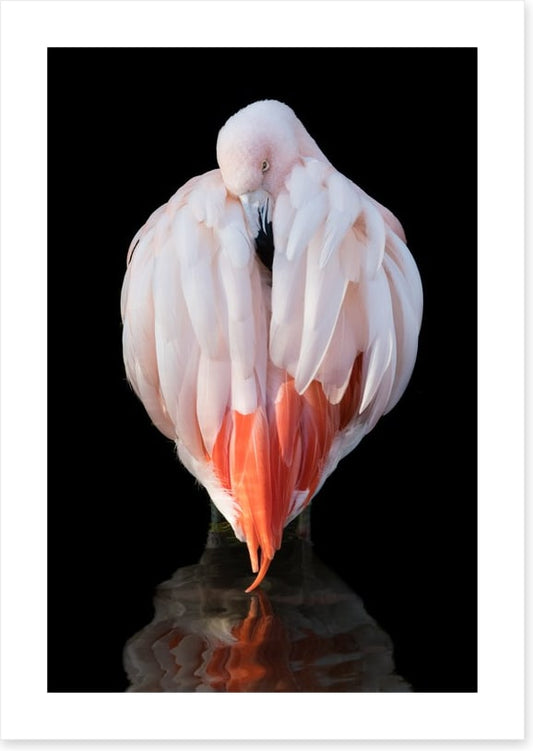 Chilean flamingo