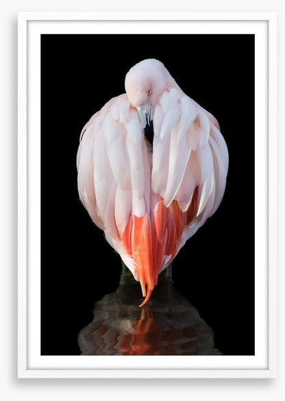 Chilean flamingo