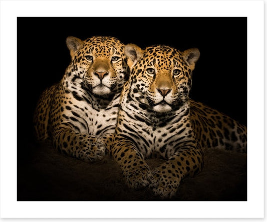 Team jaguar