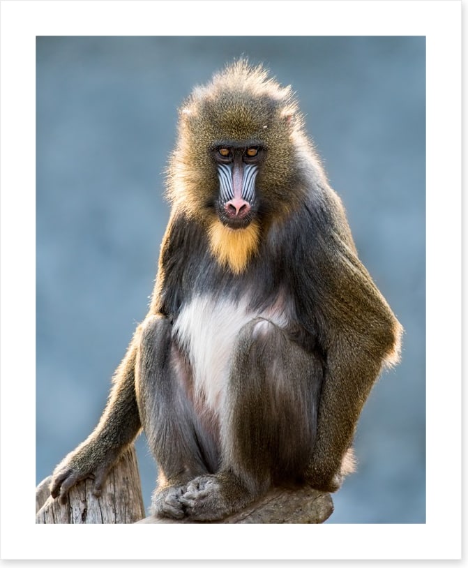 Mandrill moment