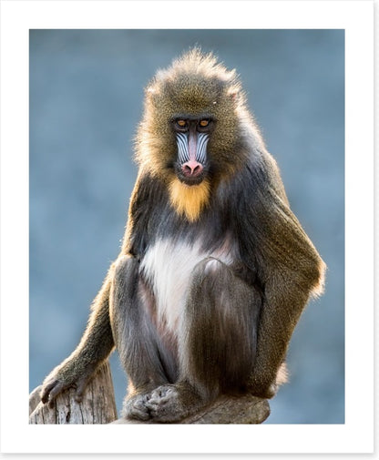 Mandrill moment