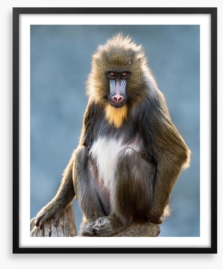 Mandrill moment