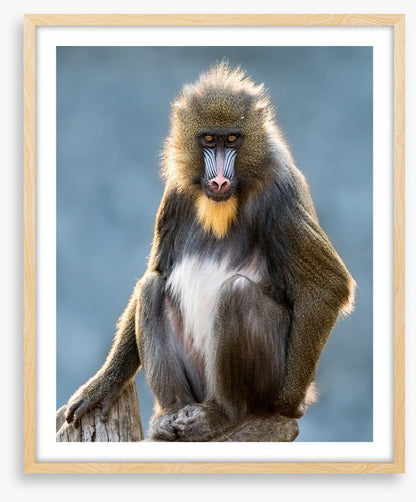 Mandrill moment