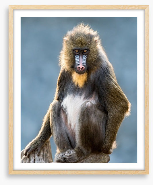 Mandrill moment