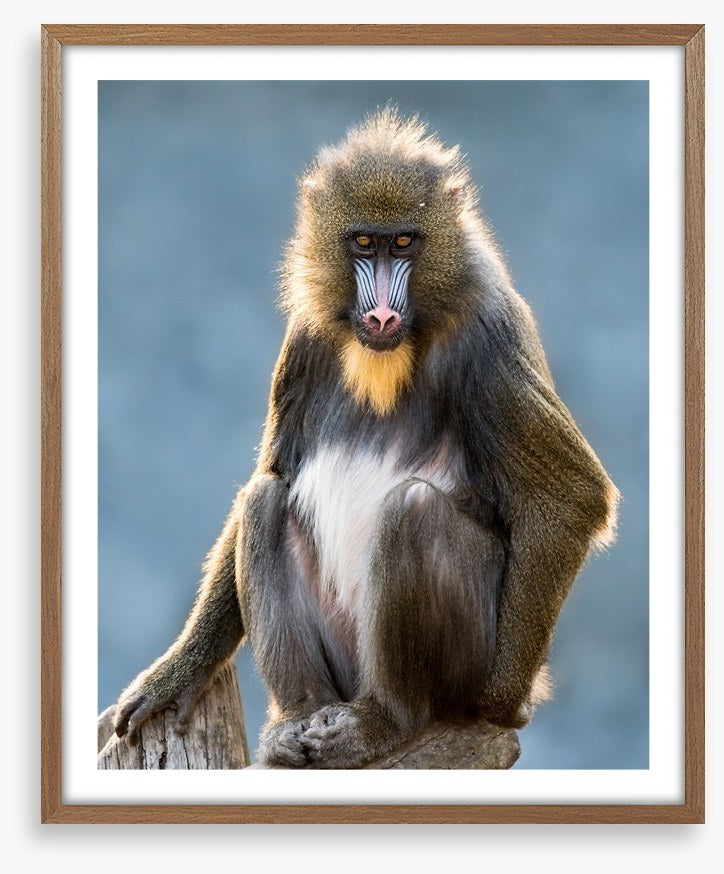 Mandrill moment