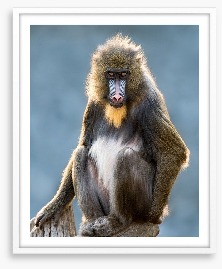 Mandrill moment