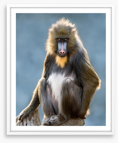 Mandrill moment