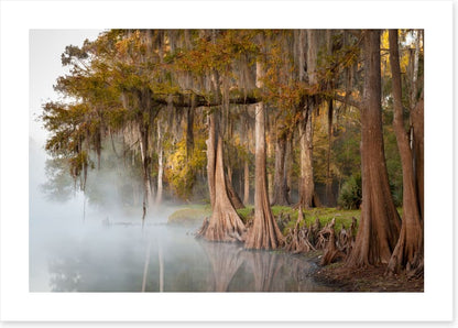Cypress river mist