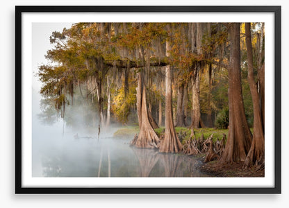 Cypress river mist