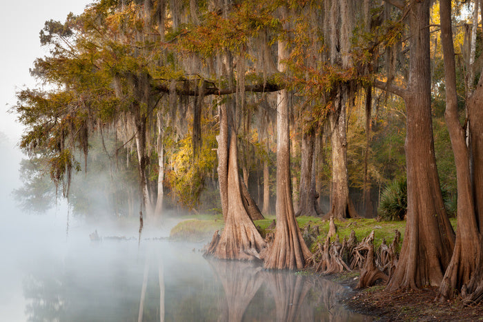 Cypress river mist