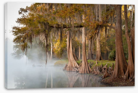 Cypress river mist