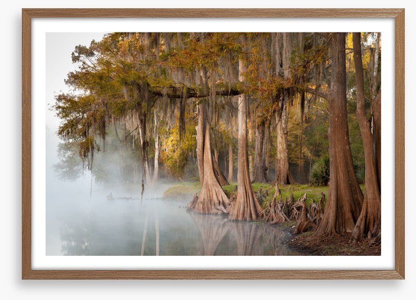 Cypress river mist
