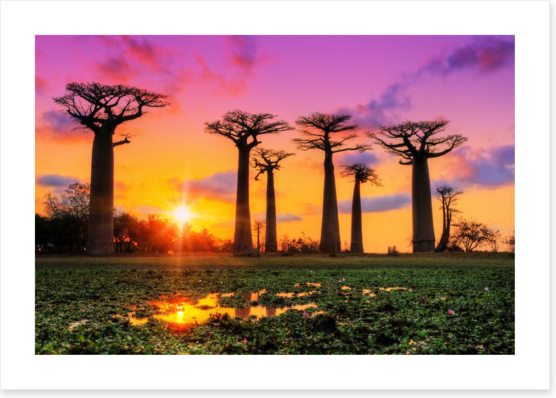 Goodnight baobabs