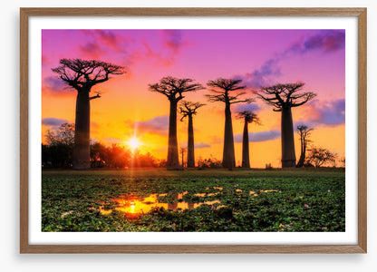 Goodnight baobabs