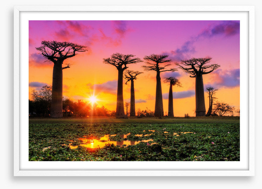 Goodnight baobabs