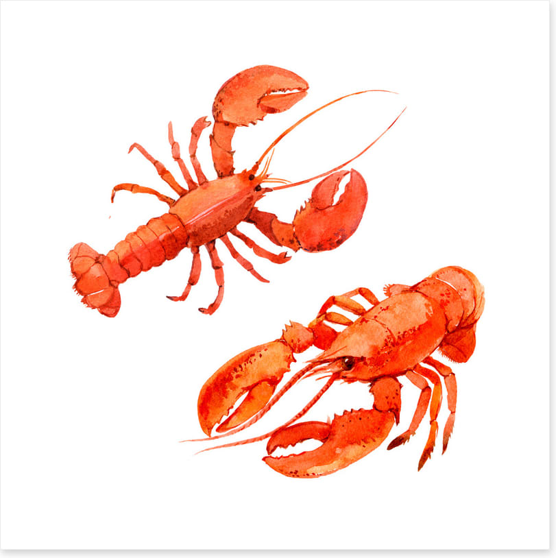 Pink lobsters