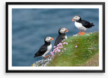 Birds