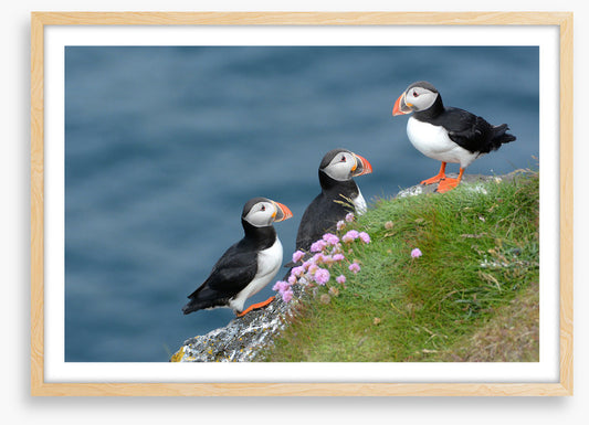 Birds