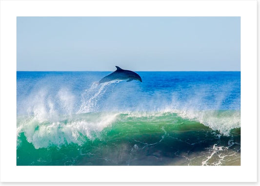 Dolphin dive