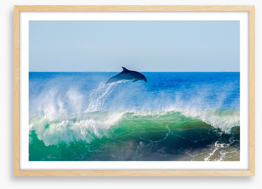 Dolphin dive