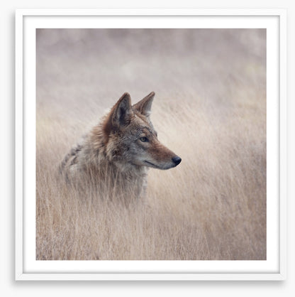 Mammals