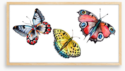 Butterflies