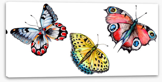 Butterflies