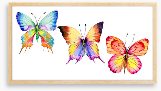 Butterflies