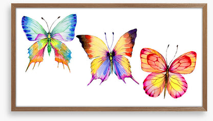 Butterflies