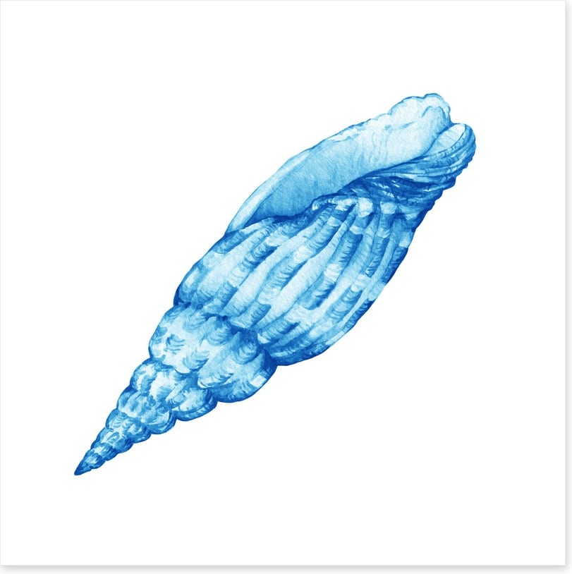 Blue cerith shell