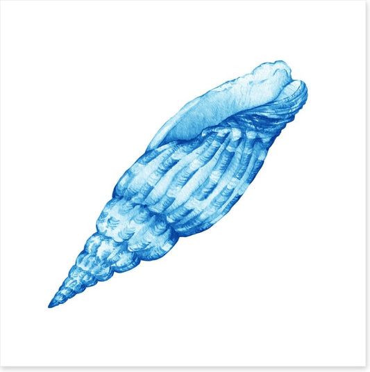 Blue cerith shell