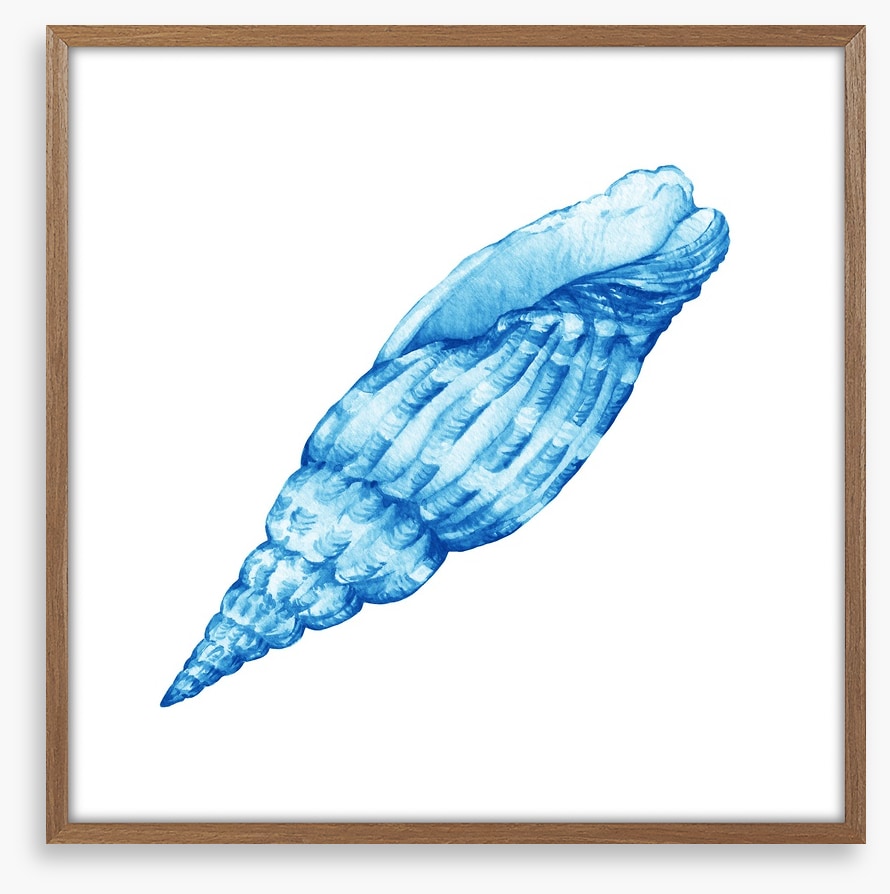 Blue cerith shell