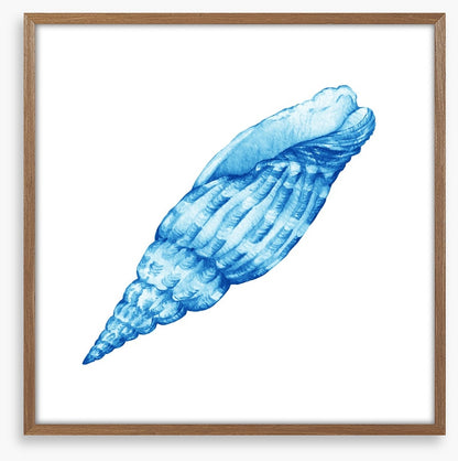 Blue cerith shell