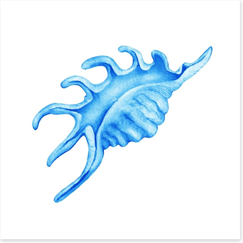 Blue spider conch