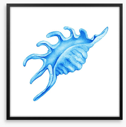 Blue spider conch
