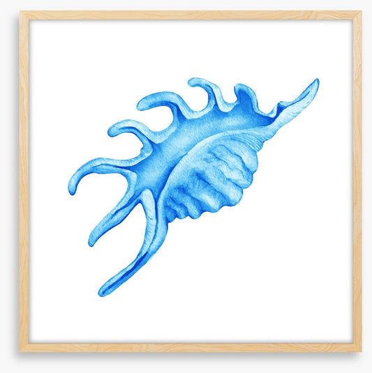 Blue spider conch