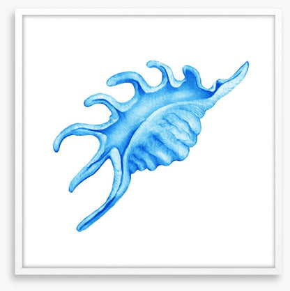 Blue spider conch