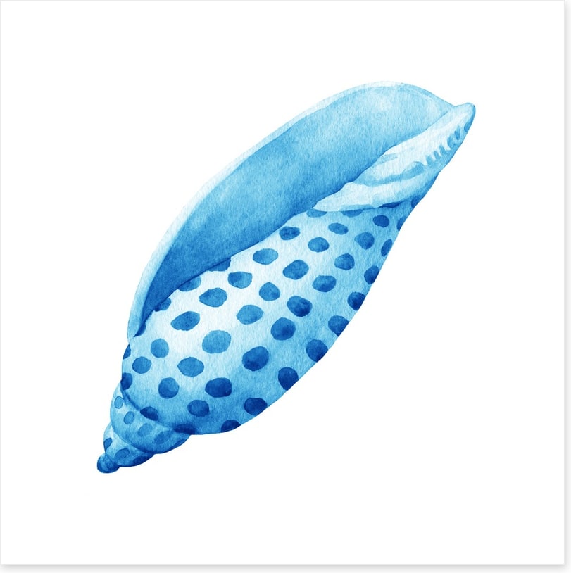 Blue junonia shell