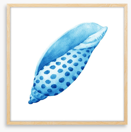 Blue junonia shell