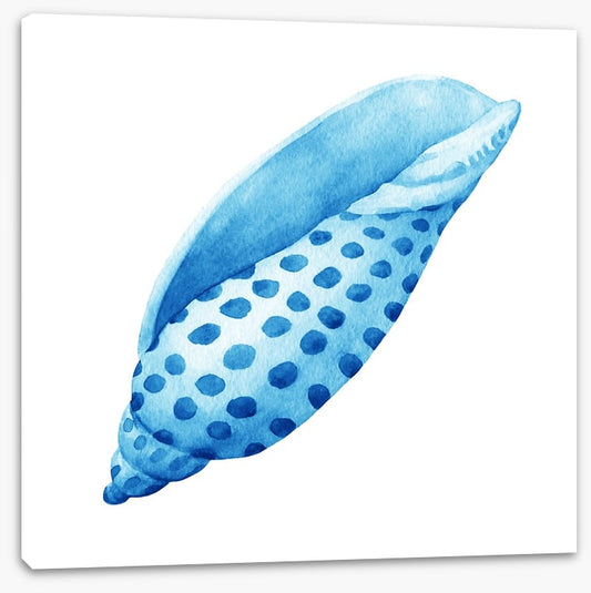 Blue junonia shell