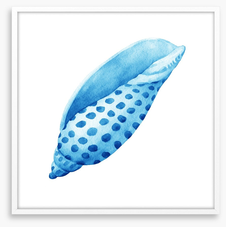 Blue junonia shell