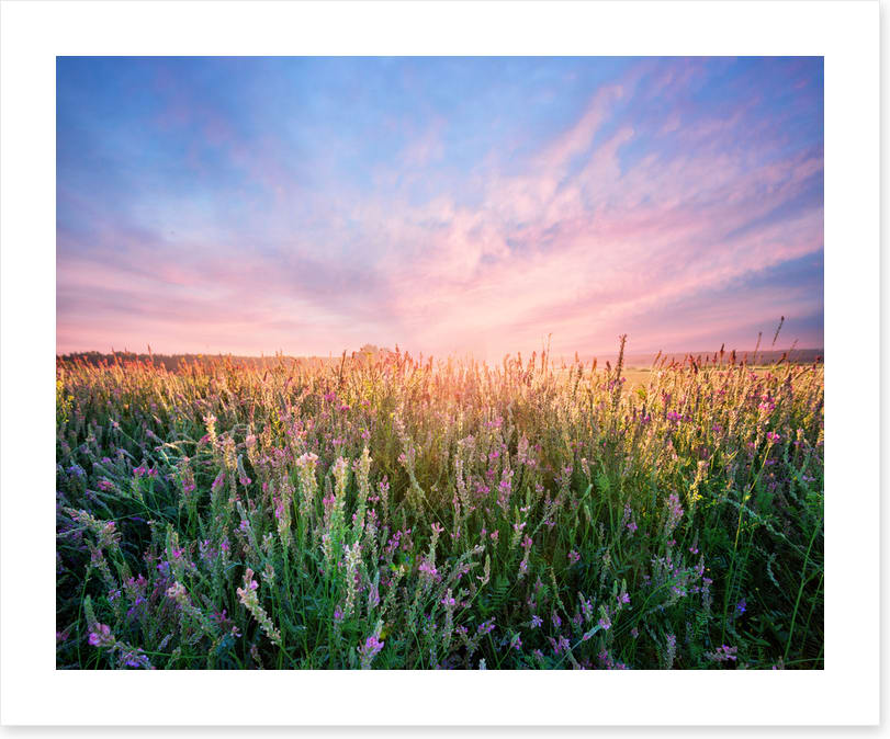Alfalfa flower dawn