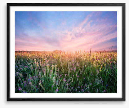 Alfalfa flower dawn
