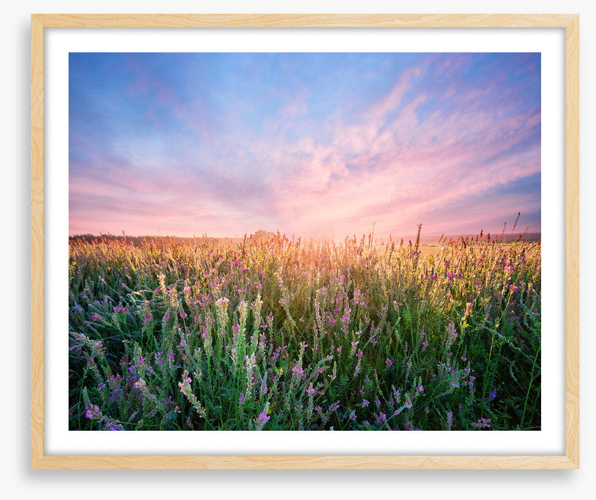 Alfalfa flower dawn