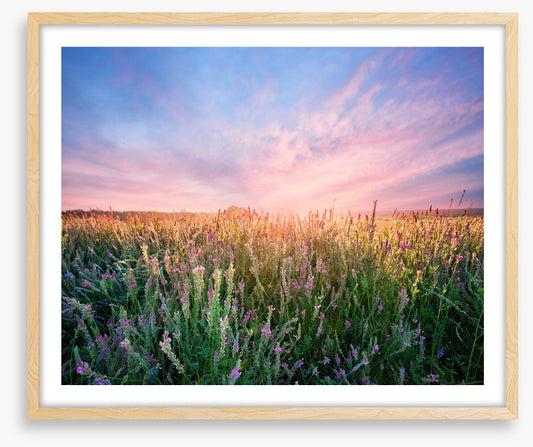 Alfalfa flower dawn