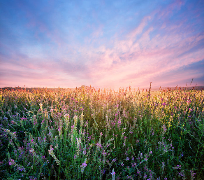 Alfalfa flower dawn