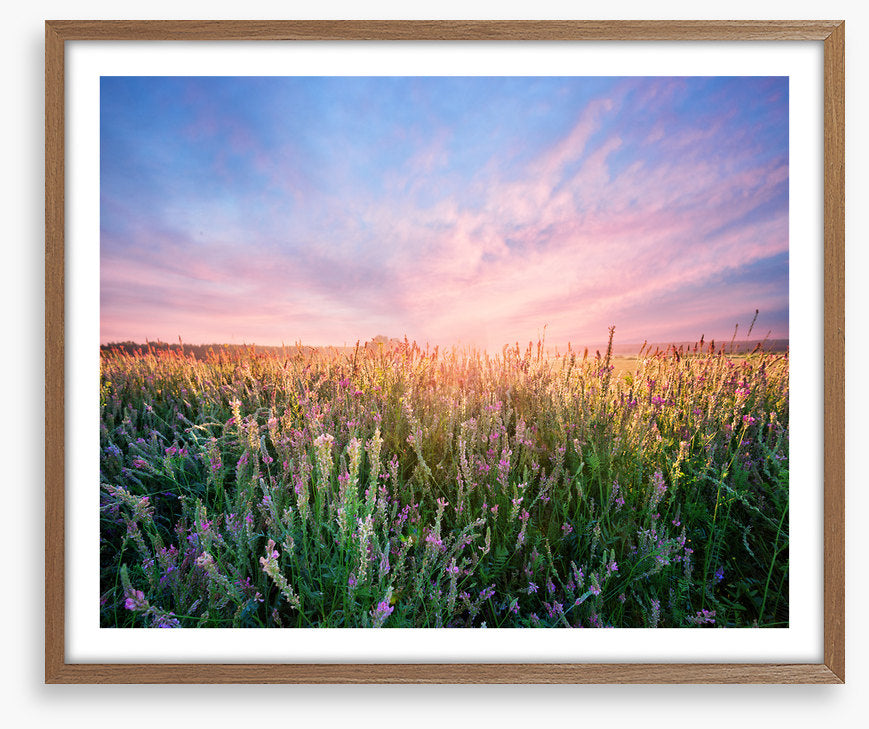 Alfalfa flower dawn