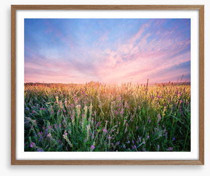 Alfalfa flower dawn