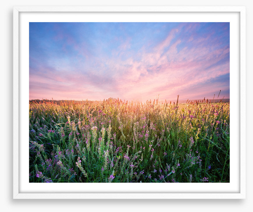 Alfalfa flower dawn