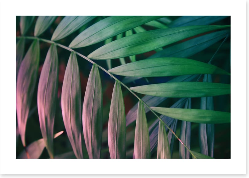 Sunset in the jungle